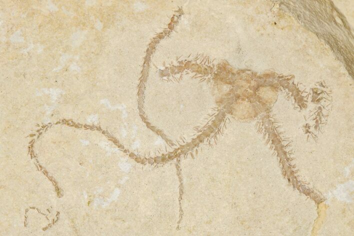 Jurassic Brittle Star Fossil - Solnhofen #256678